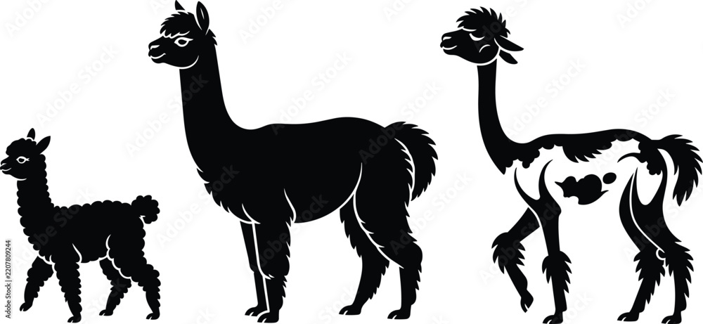 Obraz premium Black and white silhouettes of an alpaca family representing different stages of life from youth to maturity