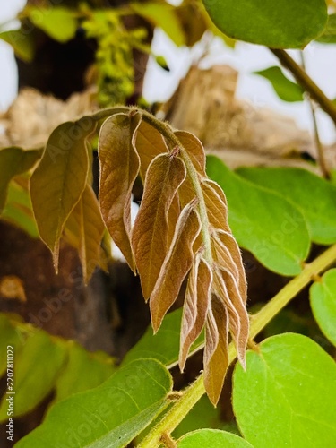 autumn leaves on the tree