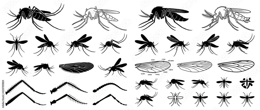 Fototapeta premium Mosquito Silhouettes and Line Art Elements Collection