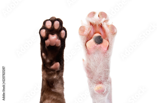 Paws of Devon Rex cat and dog Parson Russell Terrier isolated on white background
