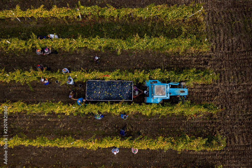 Fototapeta premium Aerial drone view of grape harvest in vineyard, workers picking ripe grapes between vine rows and tractor transporting harvested crop for wine production