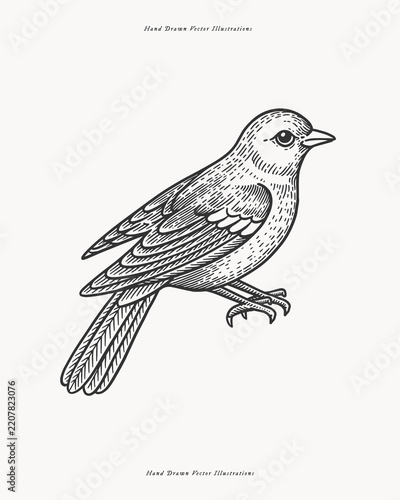 A singing bird. Hand-drawn vector line art, isolated on a light background. Bird illustration in an engraving style. Design for a poster, print, sticker, or wallpaper.