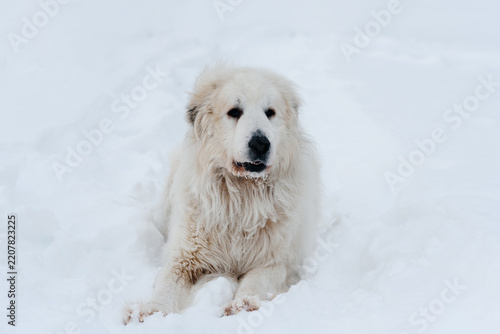 large white pyrenean mountain dog in winter field on white snow, huge dog lying on snow trail, dogwalking concept