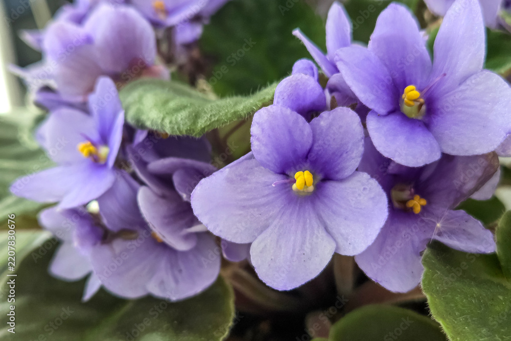 Obraz premium Vibrant Purple African Violets in Bloom - Ideal for Nature Lovers and Floral Decor