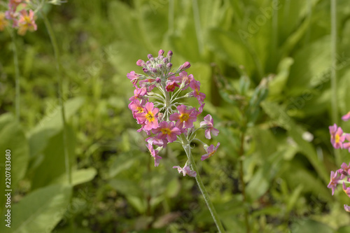 Close-up of Primula bulleyana candelabra primula with tiered pink flowers and yellow centers growing in a green garden setting