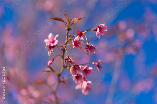Beautiful pink cherry blossoms blooming on branches against a clear blue sky background.