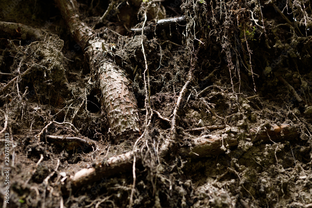 Obraz premium Macro composition of exposed roots and soil with fibrous rootlets for botanical texture background and nature design