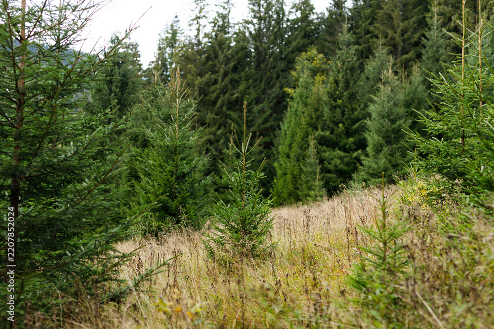 Obraz premium Young spruce trees on a grassy hillside forest meadow background for landscape design and natural wallpaper use in outdoor nature projects and environmental presentations