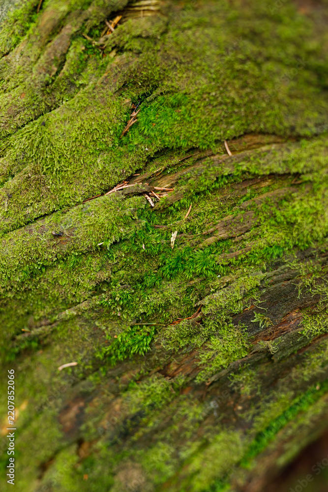 Obraz premium Closeup moss covered tree bark texture background for nature wallpaper and organic design with green forest surface detail