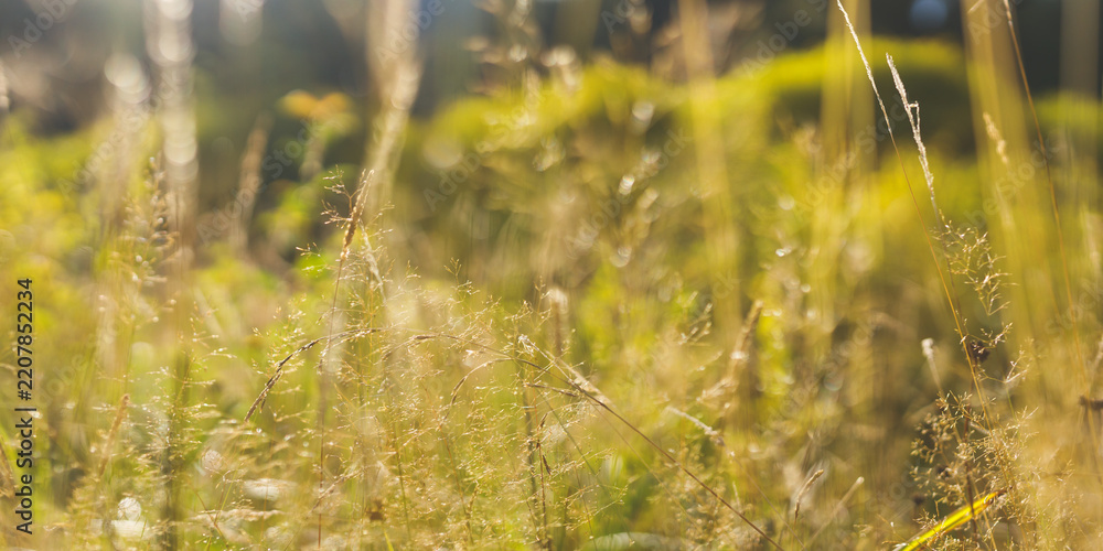 Obraz premium Panoramic low grass meadow with sunlight and delicate seed heads for landscape background and natural outdoor wallpaper design