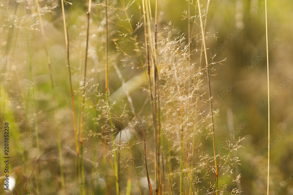 Obraz premium Sunlit meadow grasses with fine seedheads and warm golden glow for nature background and organic botanical poster use