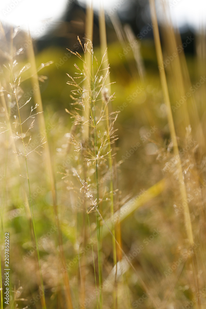 Fototapeta premium Tall slender grass stems close up with delicate seedheads and warm sunlight for nature background and botanical design