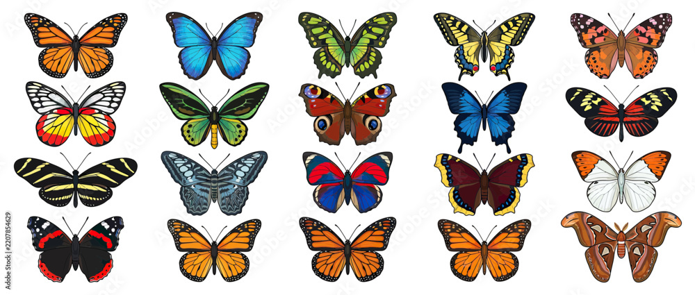 Obraz premium Collection of Diverse Butterfly Illustrations on Transparent Background