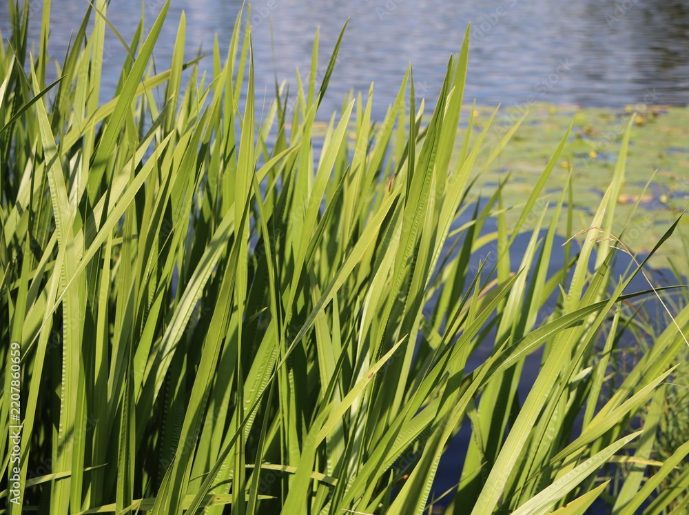 Obraz premium Acorus calamus (sweet flag) growing in a pond