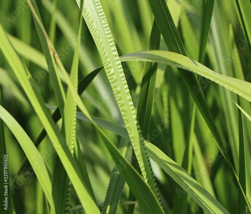 Sweet flag (Acorus calamus) wild plant