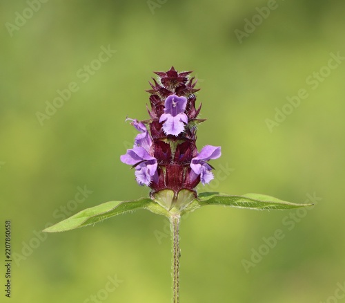 Prunella vulgaris (common selfheal) blooming in a meadow