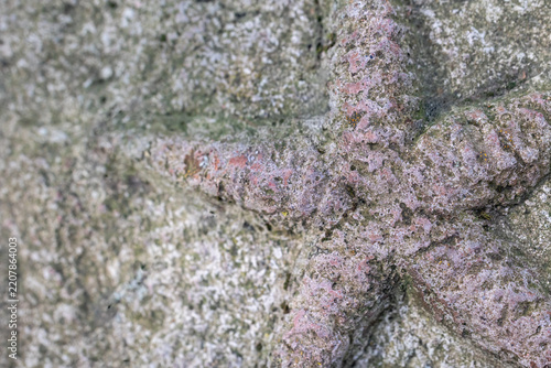 Closeup view of starfish as a real fossil on stone. Horizontally. 