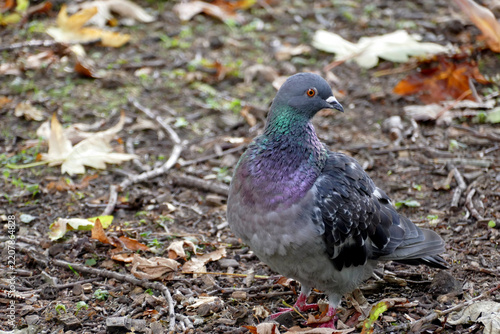 closeup of rock pigeon with shimmering purple green blue neck 