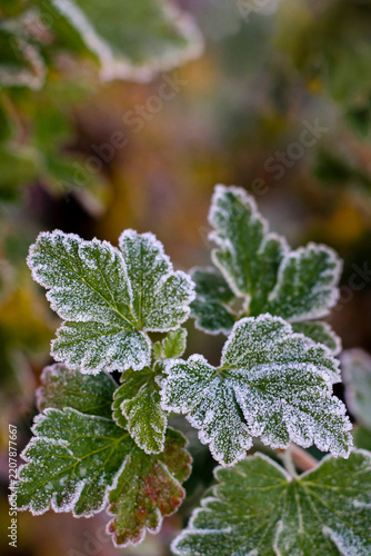 Tiny hoarfrost crystals on fresh green leaves with soft bokeh background. Gooseberry foliage with copy space in autumn