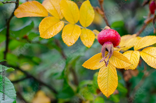 Red rose hip berry with bright yellow autumn leaves, seasonal late fall nature background with copy space