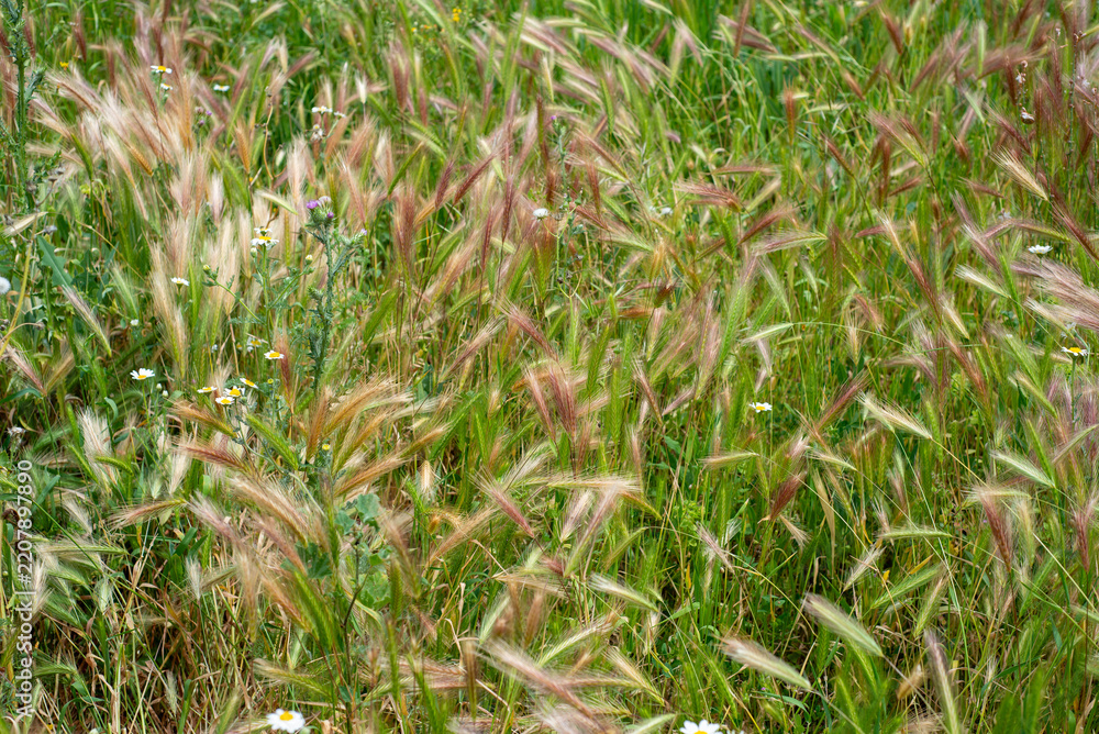 Obraz premium Grasses move gently in the wind with flowers mixed in the field. Sunlight shines on the plants, showing colors and nature's beauty during a spring day