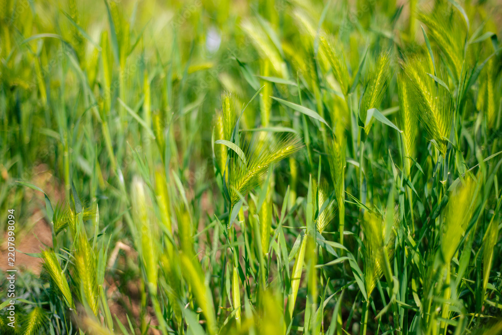 Obraz premium Bright green wild barley Hordeum murinum growing in meadow on sunny day. Perfect illustration for organic farming blog, botanical textbook or eco friendly design backdrop