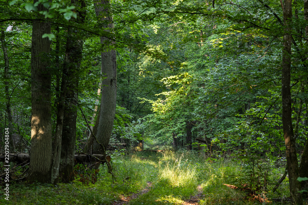 Obraz premium Bialowieza Forest primeval woodland path in summer
