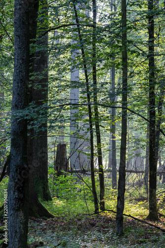 Bialowieza Forest ancient woodland ecosystem with lush green foliage