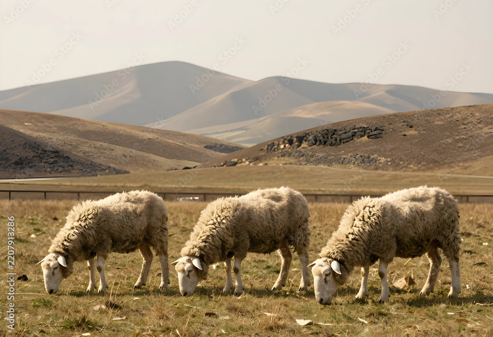 Fototapeta premium Sustainable agriculture and livestock farming, three sheep grazing on dry pasture in a rural landscape with rolling hills and natural environment