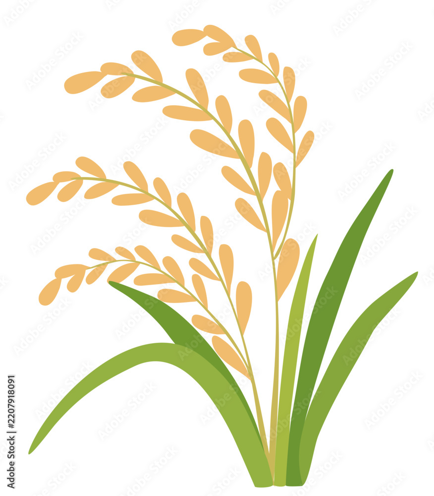 Obraz premium Golden Rice Ears Korean Harvest Vector Illustration