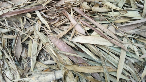 Dry bamboo leaves background, organic autumn texture, dry nature pattern.