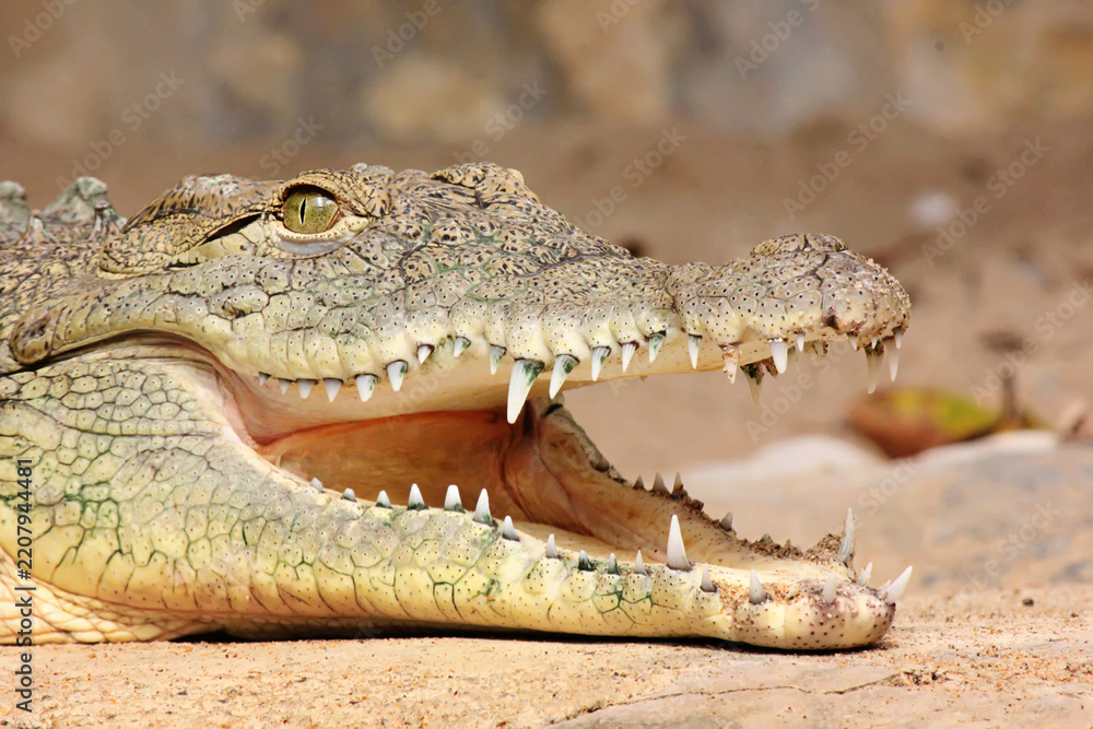 Fototapeta premium Nile crocodile (Crocodylus niloticus). Close-up portrait of a powerful Nile crocodile showing sharp teeth, armored scales, and intense eyes.