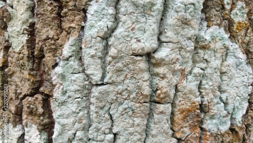 Tree bark texture with green lichen moss, natural rough wood surface macro background.