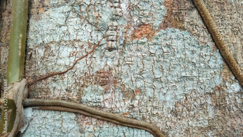 Tree bark texture with creeping vine roots and green lichen, natural organic background.