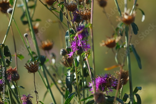 Fototapeta Centaurea plant