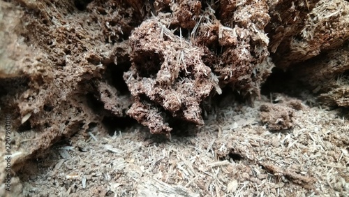 Rotten hollow tree trunk texture, decayed wood surface damaged by termites, natural organic background.