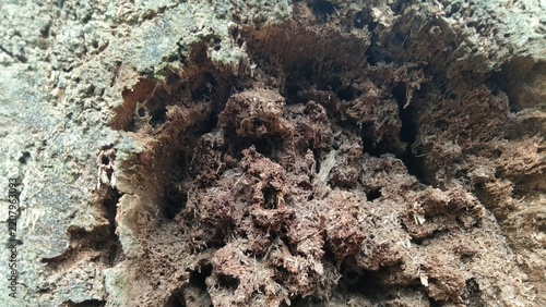 Rotten hollow tree trunk texture, decayed wood surface damaged by termites, natural organic background.