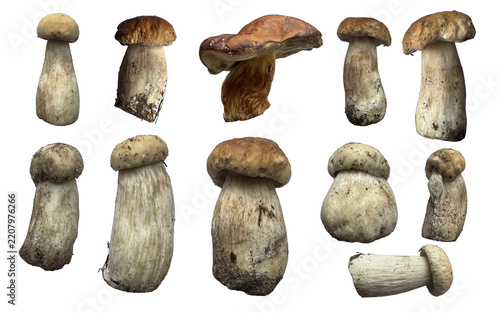 Collection of 11 wild porcini mushroom cutouts isolated on a white background. Brown caps, thick pale stems and cut bases retain natural soil traces, with individual mushrooms shown at different angle