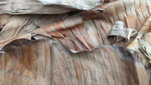 Dried banana leaves close up texture, natural organic rustic background.