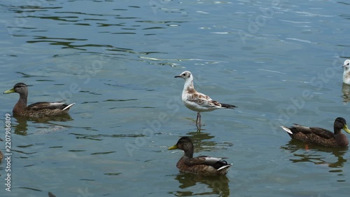 Mallard ducks and seagulls on the water