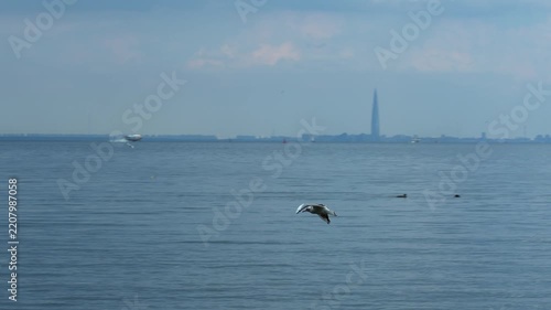 Seagull flying over the sea with city skyline in the distance
