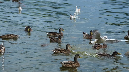 Flock of mallard ducks and a seagull on the water