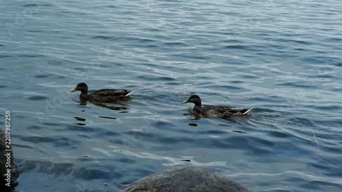 Two mallard ducks swimming in rippled water
