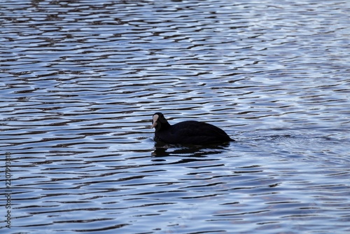duck in the water