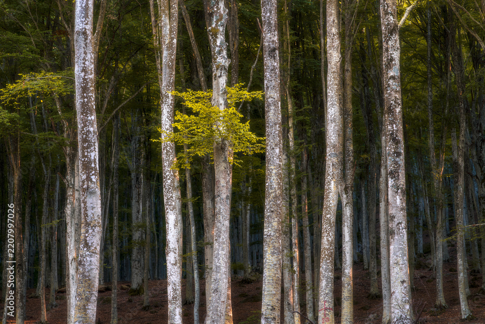 Obraz premium Beech Forest Trees in Autumn, Monte Amiata, Tuscany