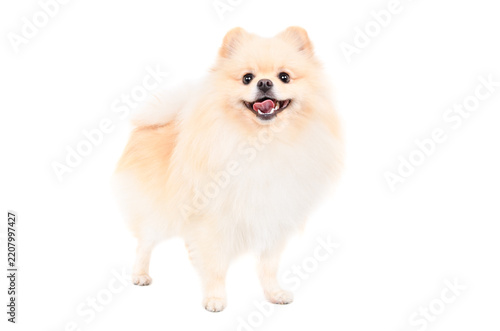 Funny Pomeranian Spitz standing isolated on white background