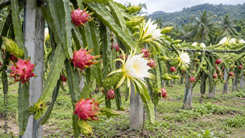 Dragon Fruit Growing in a Tropical Orchard