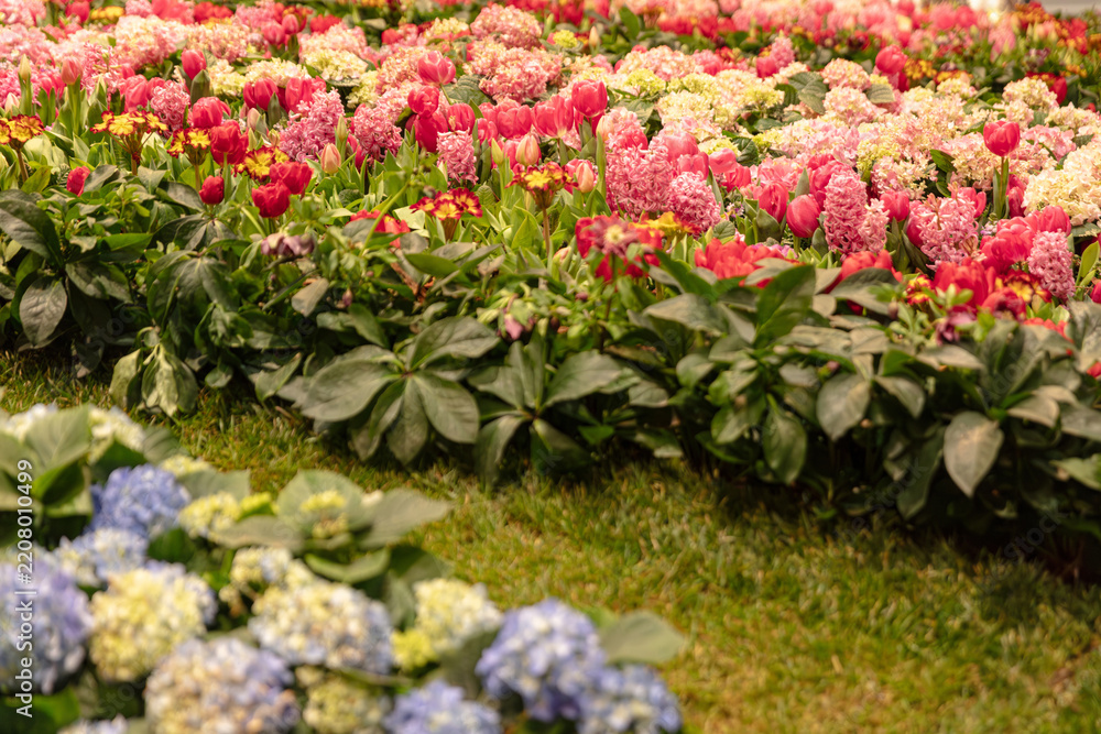 Fototapeta premium Floral Display Featuring Tulips Hydrangeas And Hyacinths In A Garden Setting Ideal For Springtime And Gardening Concepts
