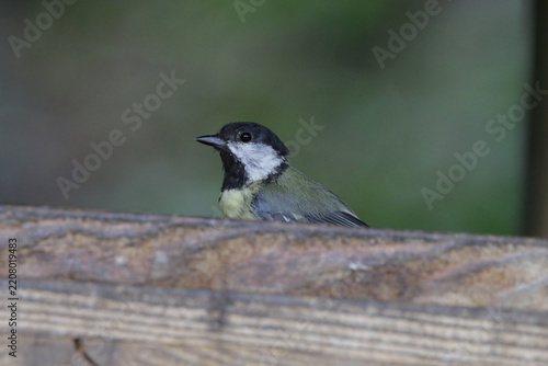 Kohlmeise