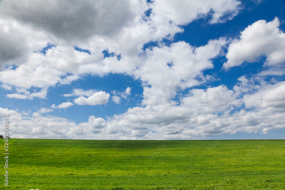 Obraz premium A smooth green field rises to a simple horizon beneath towering cumulus clouds in Kent, England. The spare rural composition highlights open space, fresh growth and an expansive spring sky.